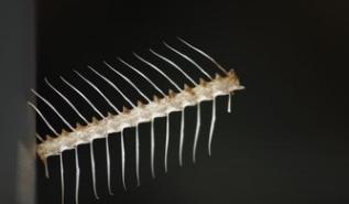 沒有較丑只有更丑，論國產車標較丑屬哪家，看完這些你就懂了