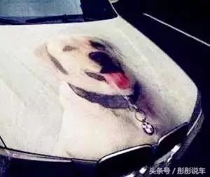 汽車標(biāo)志您認(rèn)出多少？全認(rèn)識(shí)算老司機(jī)，新手遠(yuǎn)離后4個(gè)！