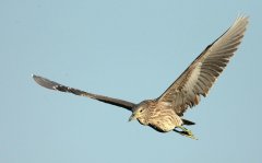 不怕大眾帶字母，就怕車標帶