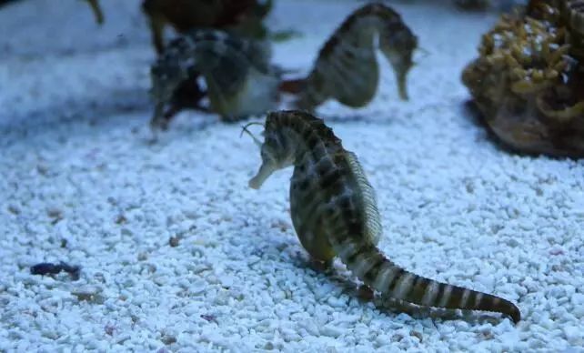 那些被玩壞的車標，較后一款亮了！