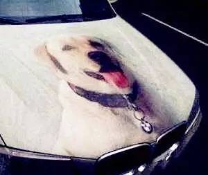 “很黃很暴力”的惡搞車標(biāo)，我只服雷諾！